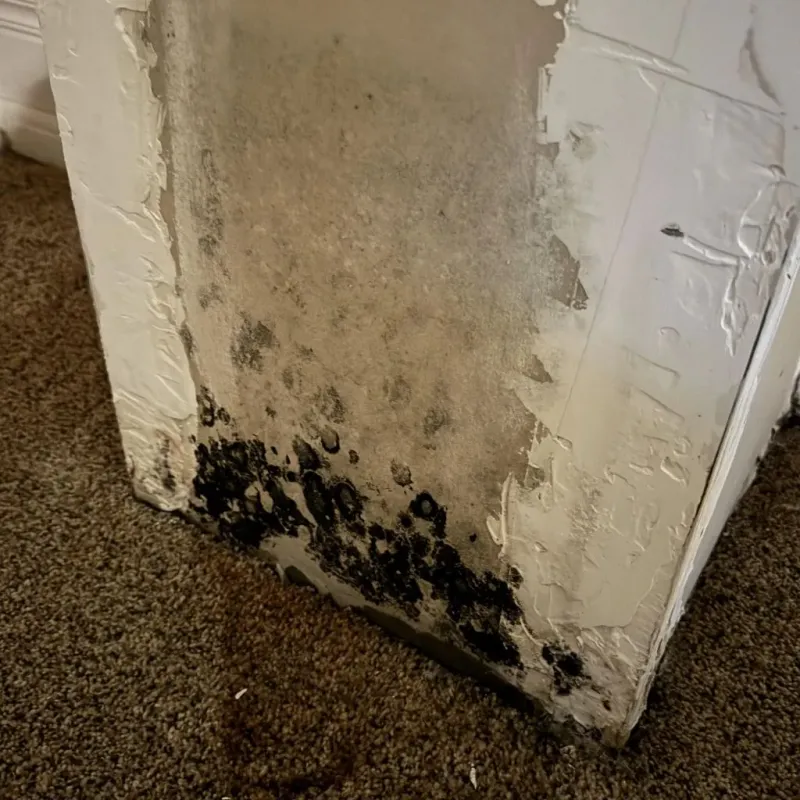 Professional Mold Removal in Carrollton, KY